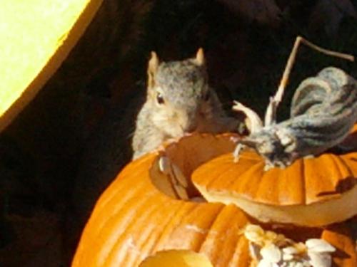 IMG_20121027_132854 (1)